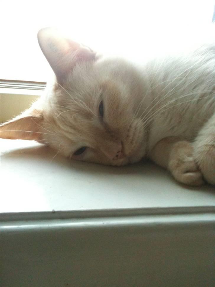 Huskat bino billede 5