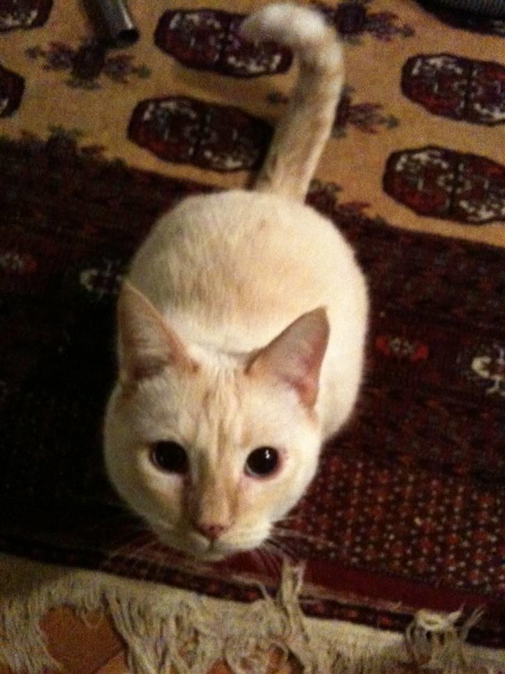 Huskat bino billede 6