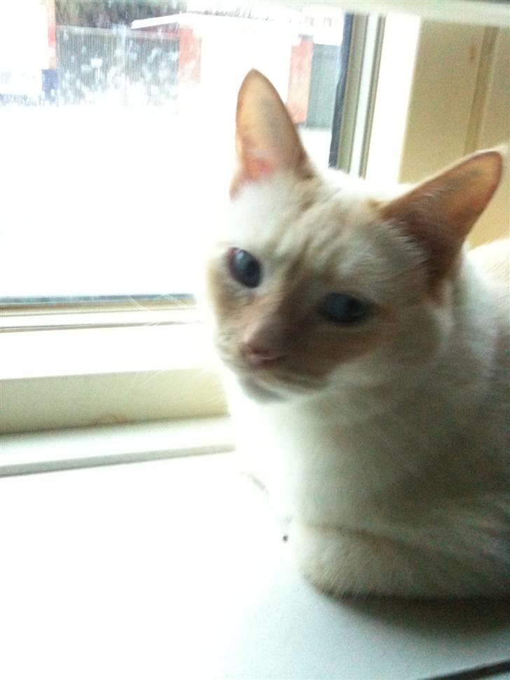 Huskat bino billede 7