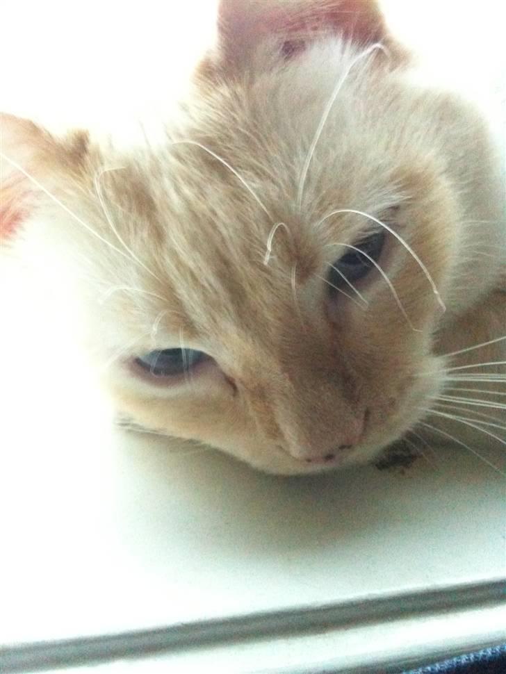 Huskat bino billede 8