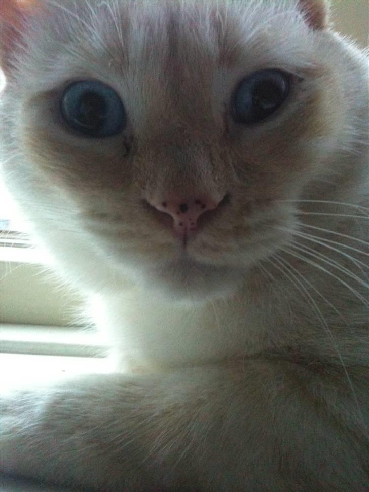 Huskat bino billede 9