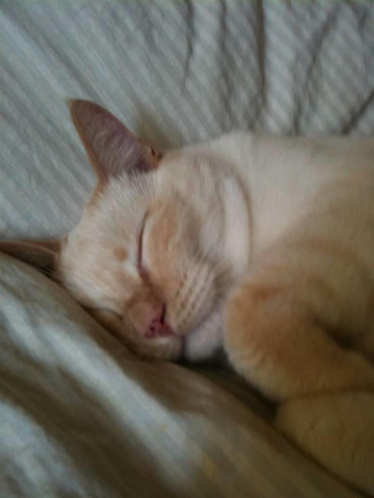 Huskat bino billede 10