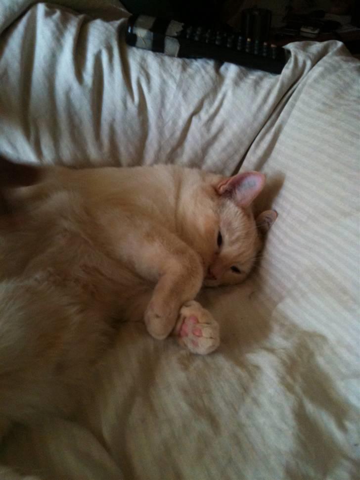 Huskat bino billede 11