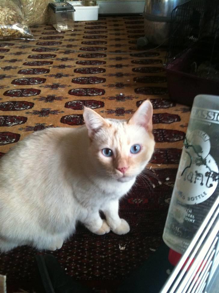 Huskat bino billede 12