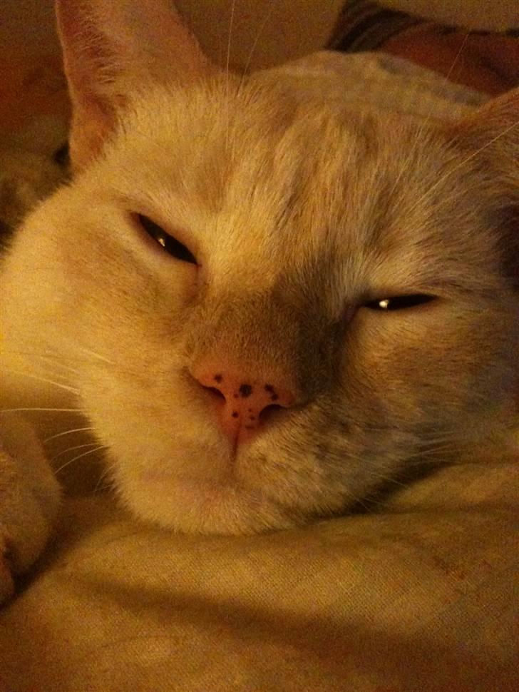 Huskat bino billede 13