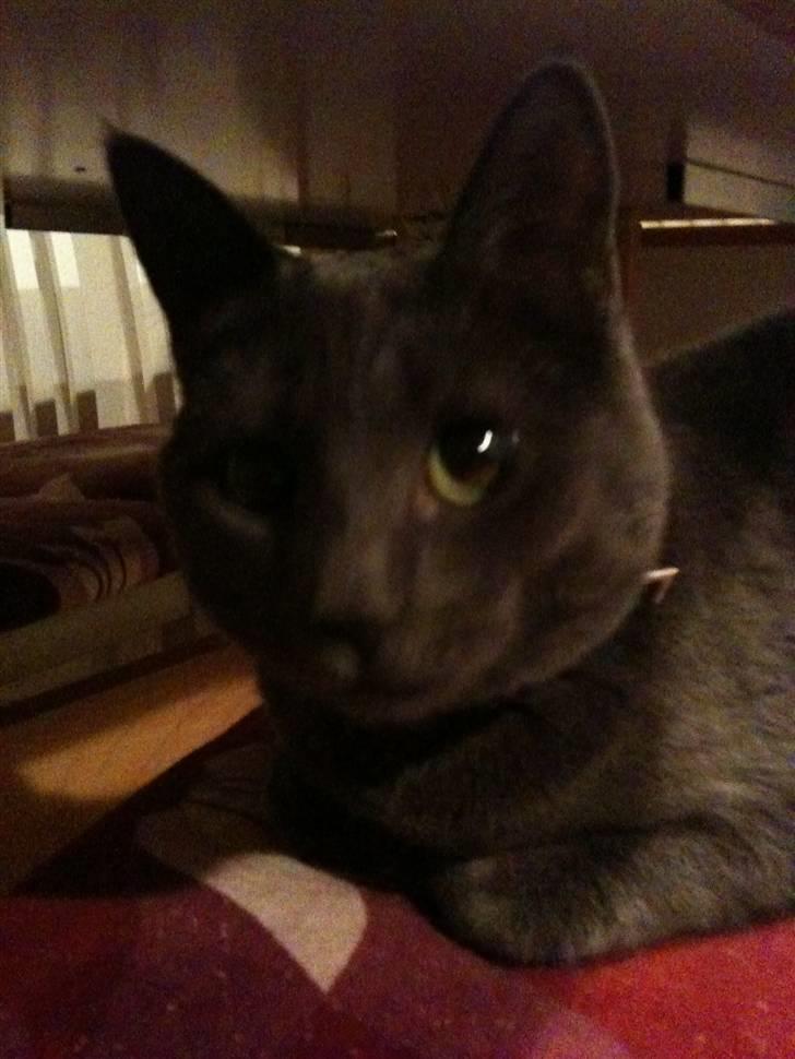 Huskat kulle billede 6