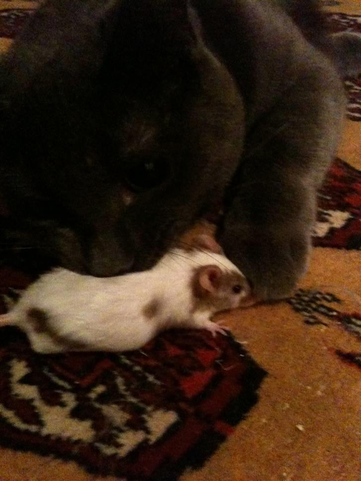 Huskat kulle billede 7