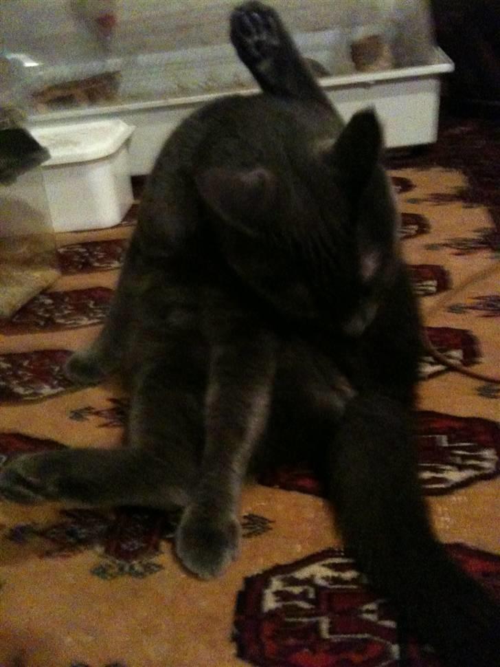 Huskat kulle billede 8