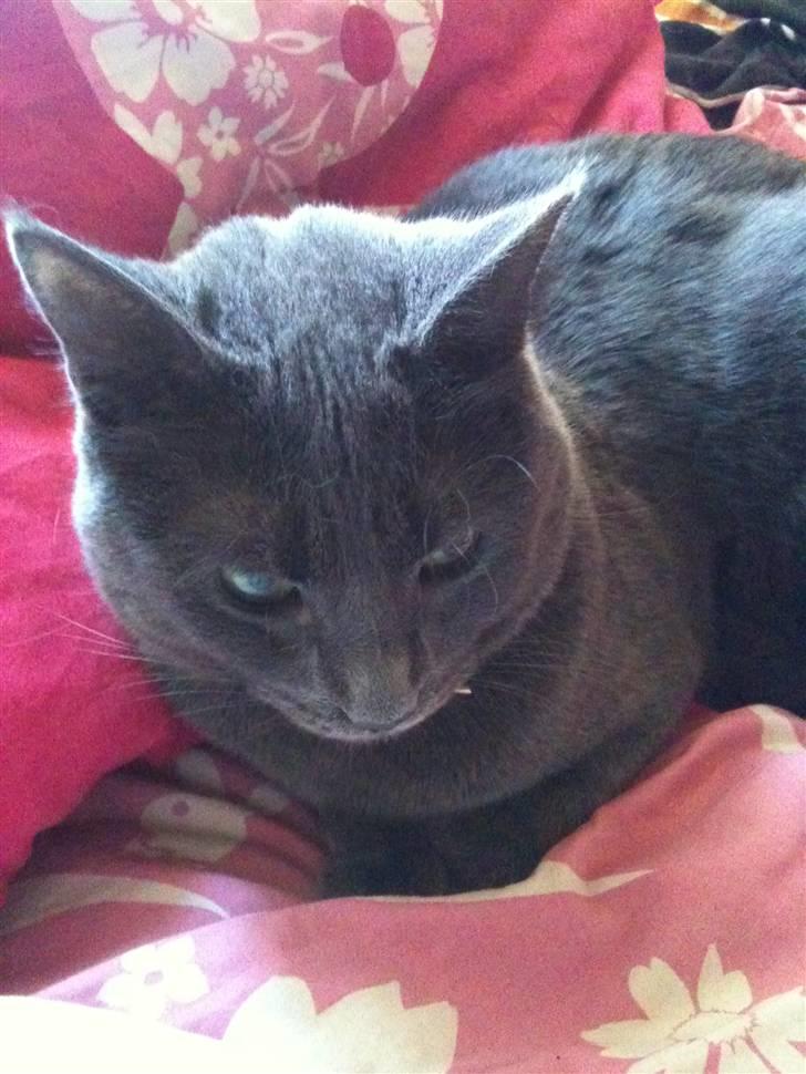 Huskat kulle billede 9