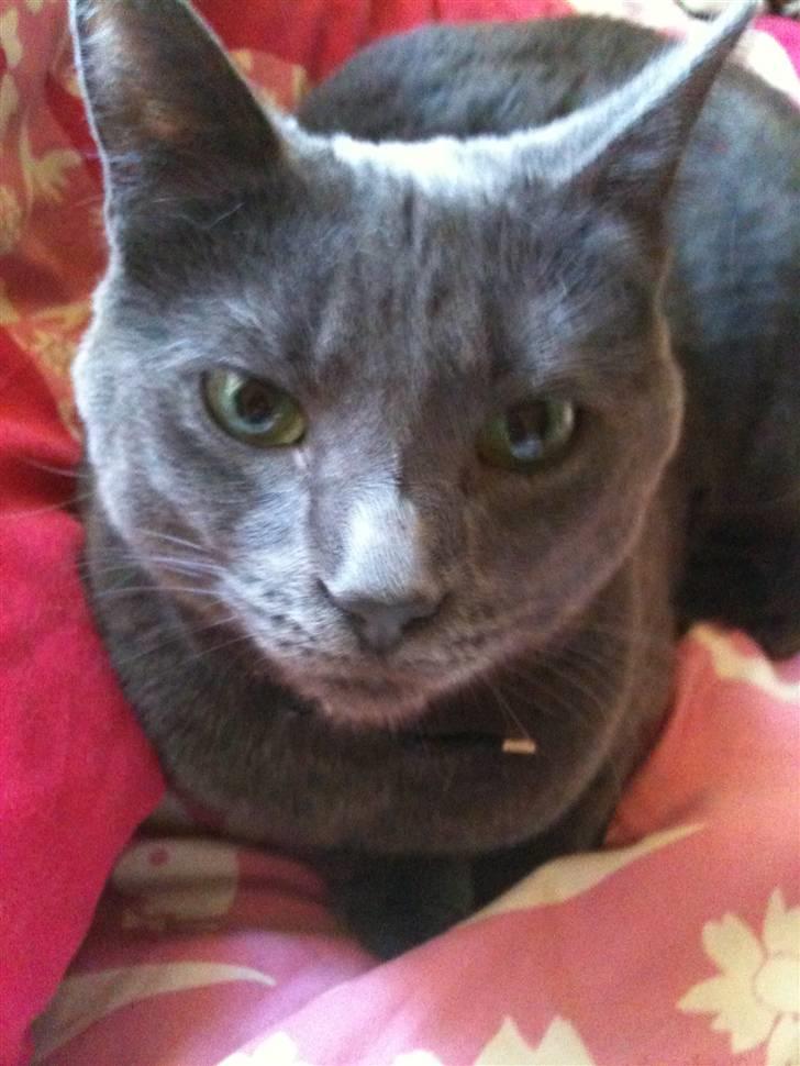 Huskat kulle billede 10