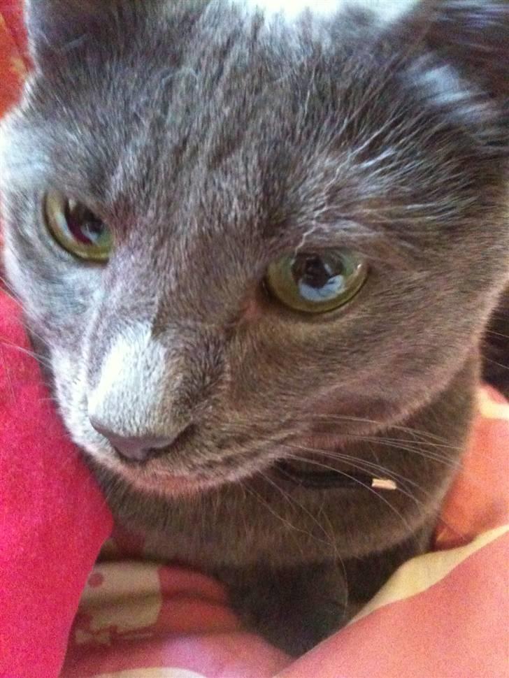 Huskat kulle billede 11