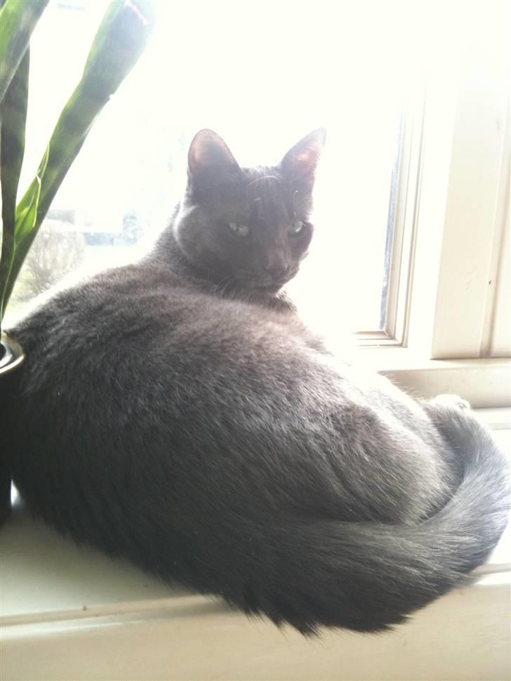 Huskat kulle billede 12