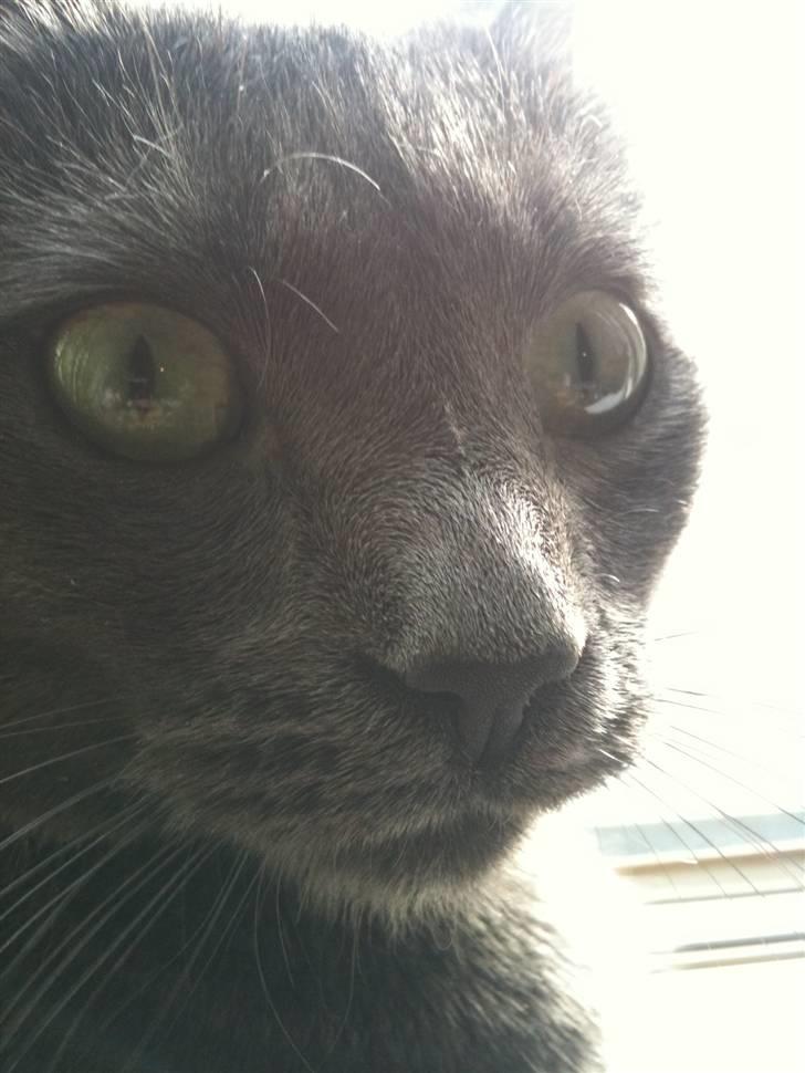 Huskat kulle billede 13