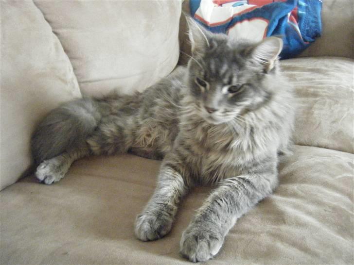 Maine Coon Arne billede 17