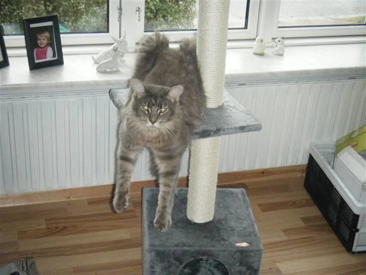 Maine Coon Arne billede 18