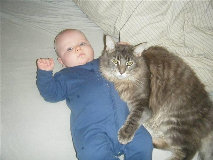 Maine Coon Arne billede 19