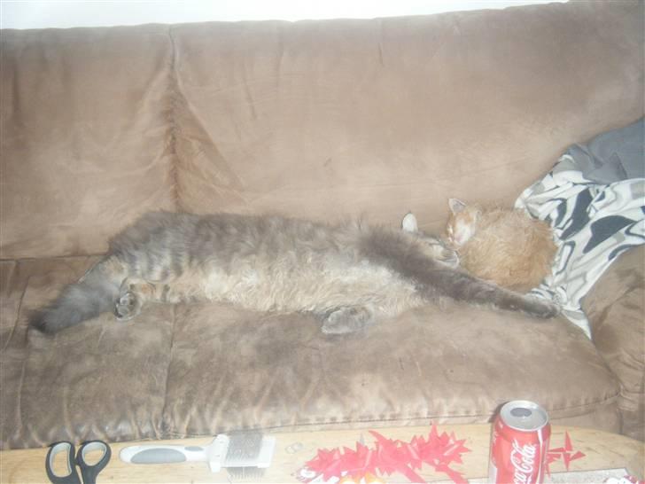 Maine Coon Arne billede 20