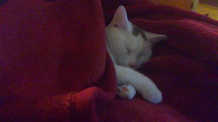 Huskat Noob - Ligger rigtig og putter i tæppet :) billede 13