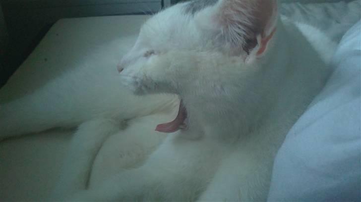 Huskat Noob - Gaaaaaaaab , mor du vækker mig for tidligt ;) billede 14