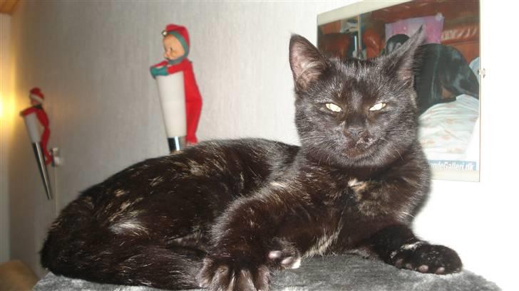 Blanding af racer karla billede 7