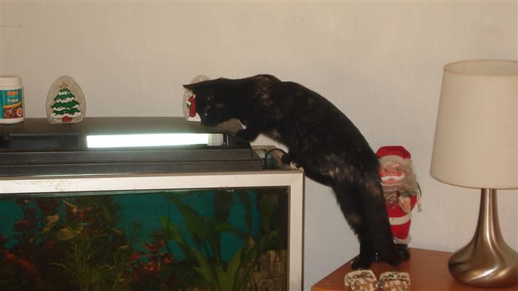 Blanding af racer karla billede 8