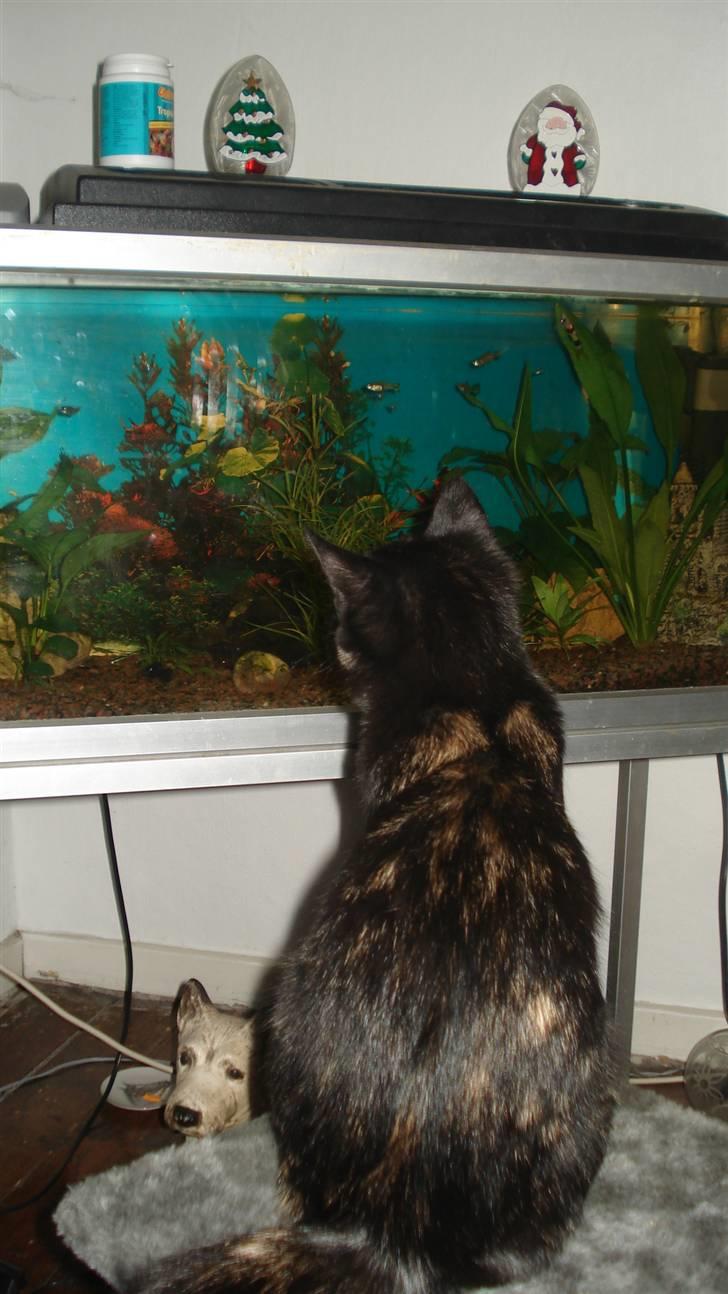 Blanding af racer karla billede 9