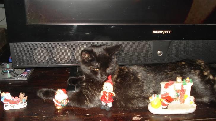 Blanding af racer karla billede 10