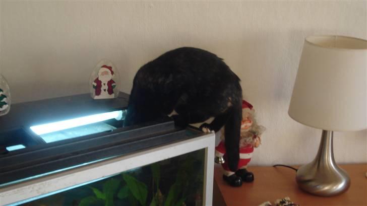 Blanding af racer karla billede 11