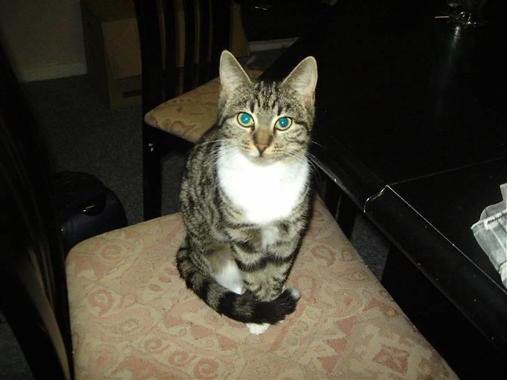 Huskat Nala billede 1