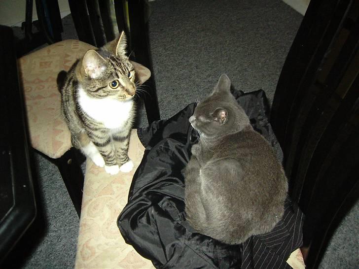 Huskat Nala billede 2