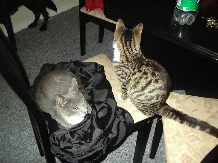 Huskat Nala billede 3