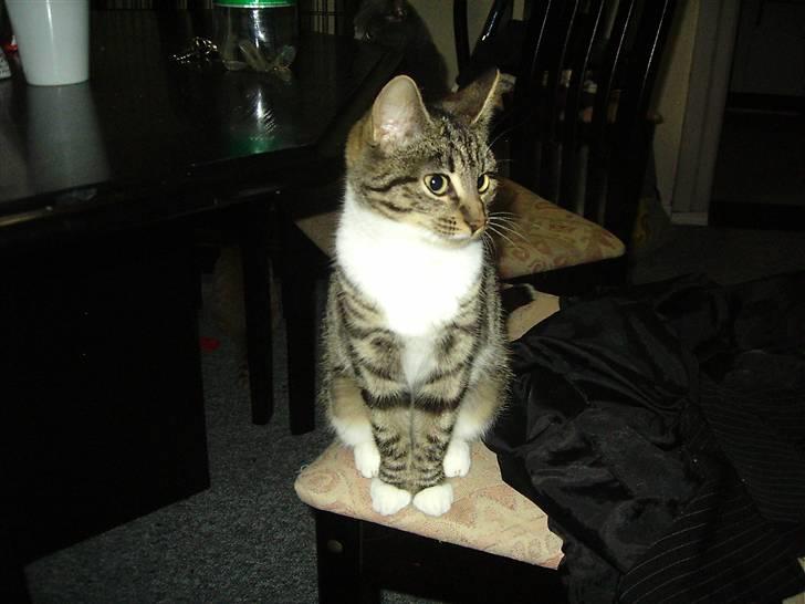 Huskat Nala billede 4