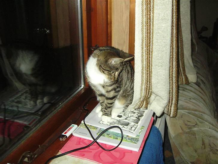 Huskat Nala billede 5