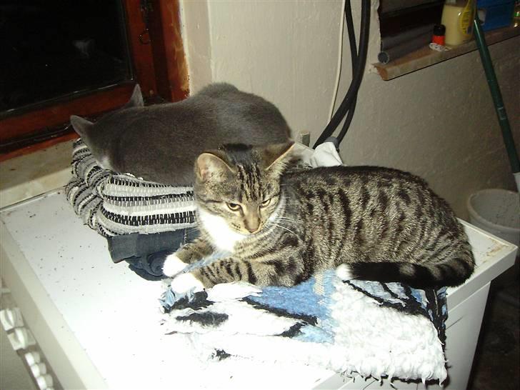 Huskat Nala billede 6