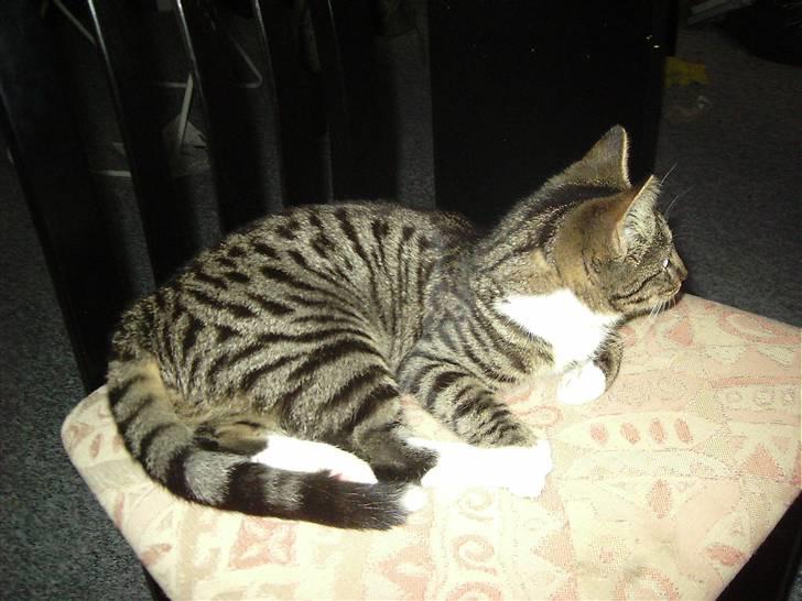 Huskat Nala billede 7