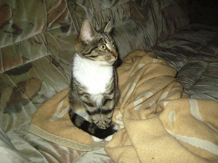 Huskat Nala billede 8