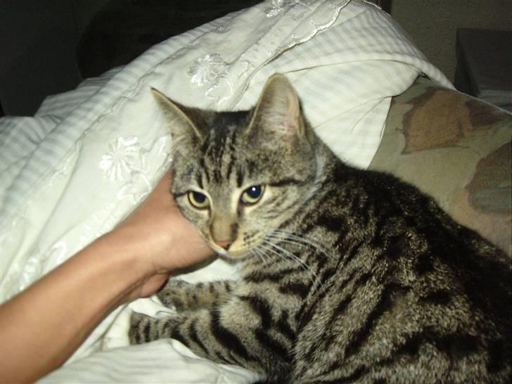 Huskat Nala billede 9