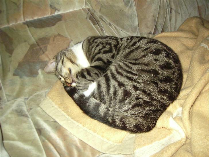 Huskat Nala billede 10