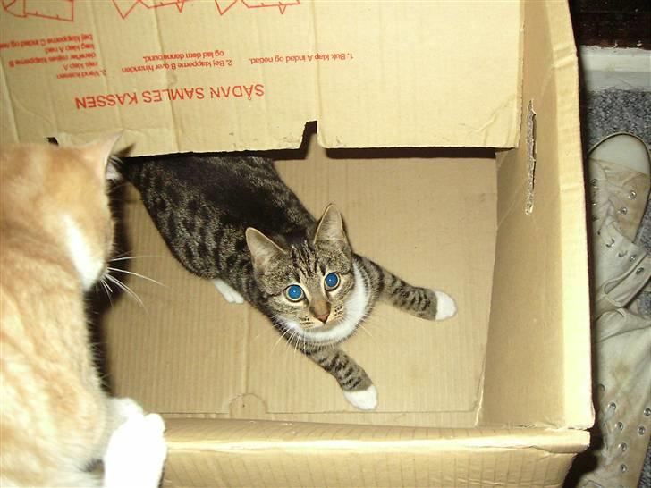 Huskat Nala billede 11