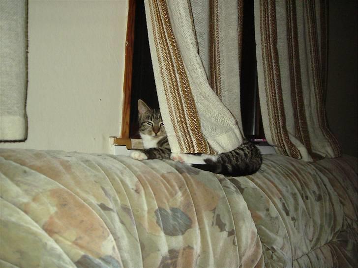 Huskat Nala billede 12