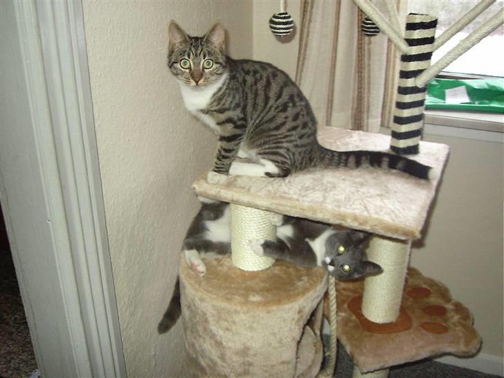 Huskat Nala billede 14