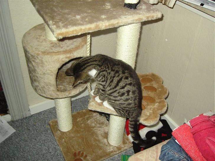 Huskat Nala billede 15