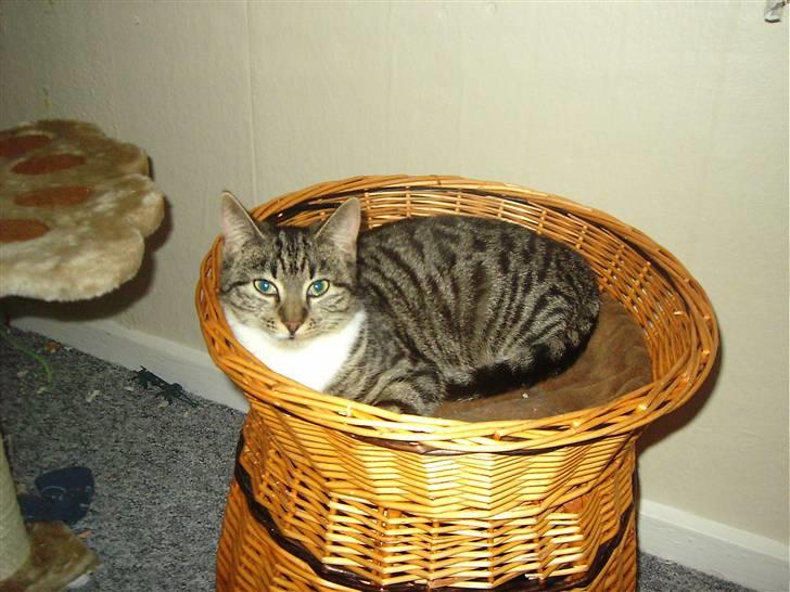 Huskat Nala billede 16