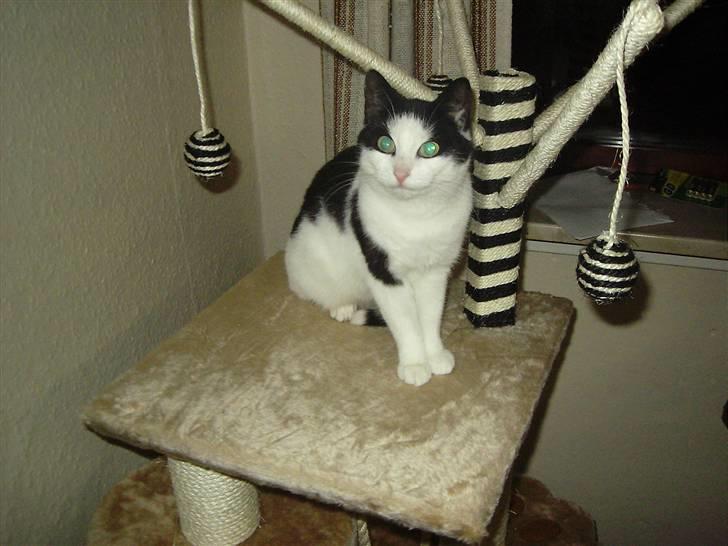 Huskat Mille billede 1