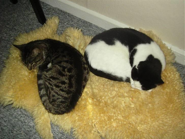 Huskat Mille billede 2