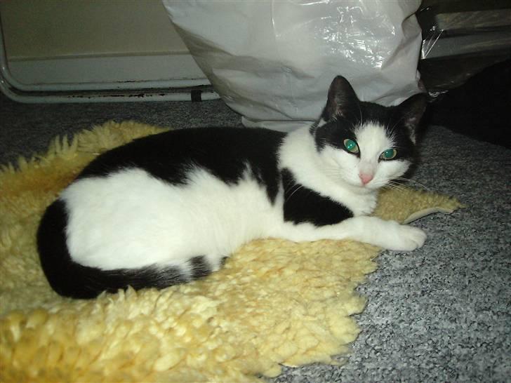 Huskat Mille billede 3