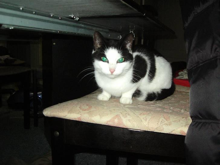 Huskat Mille billede 4