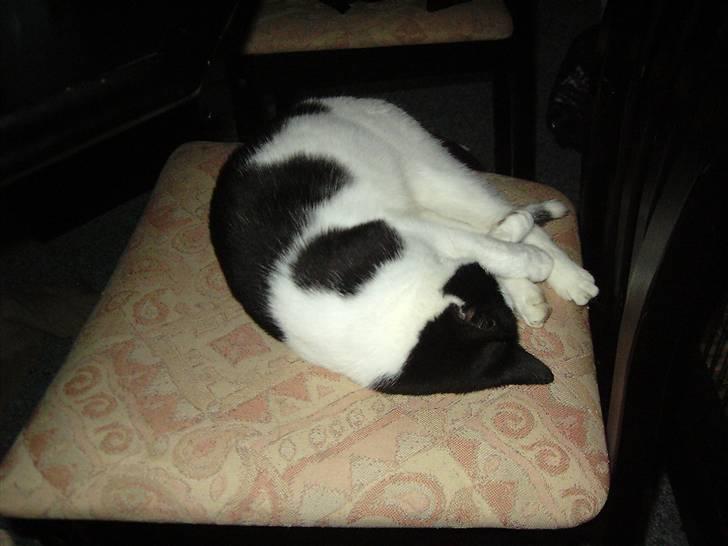 Huskat Mille billede 5