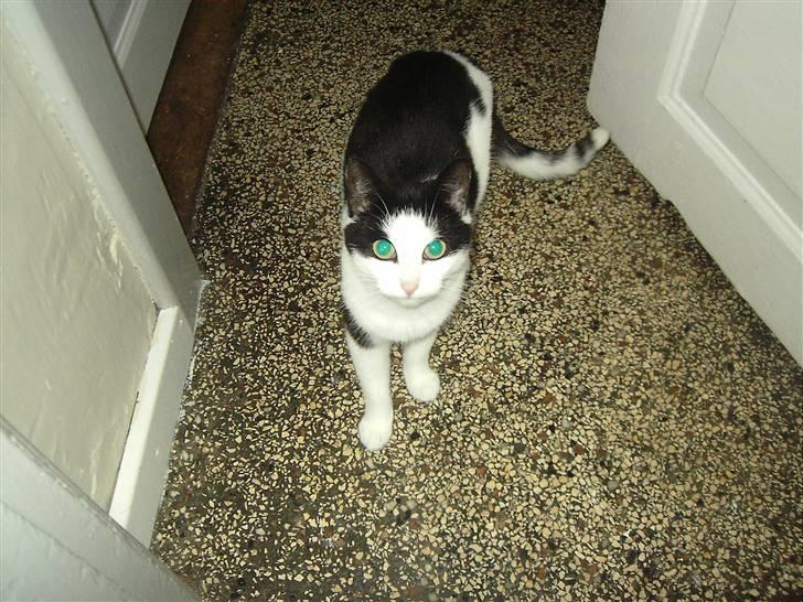 Huskat Mille billede 6