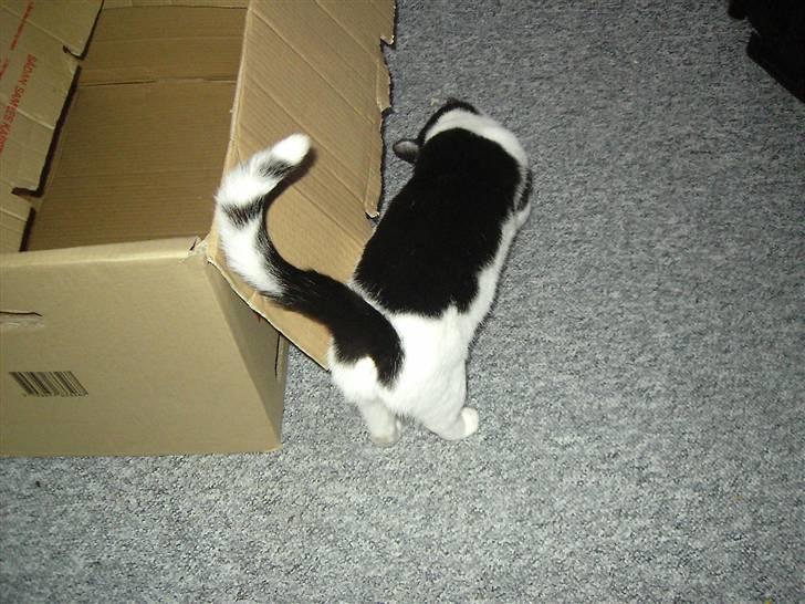 Huskat Mille billede 7